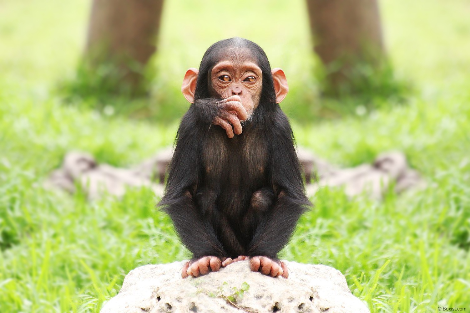 Cute Baby Chimps